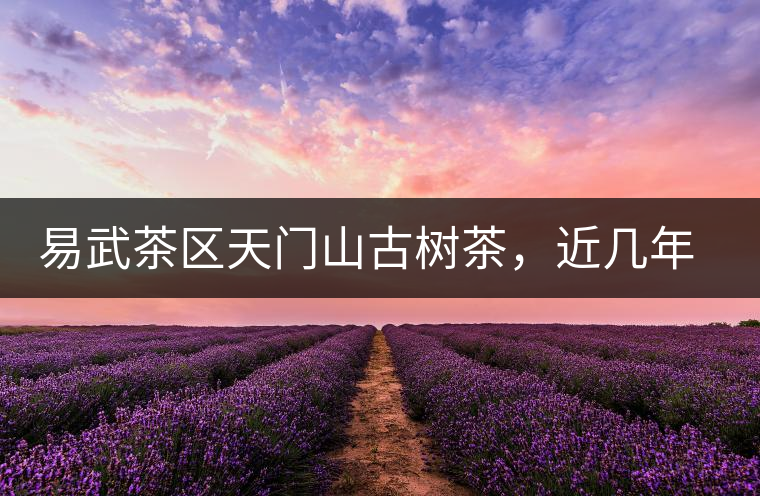 易武茶區(qū)天門山古樹茶，近幾年的熱門山頭