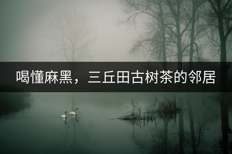 喝懂麻黑，三丘田古樹(shù)茶的鄰居