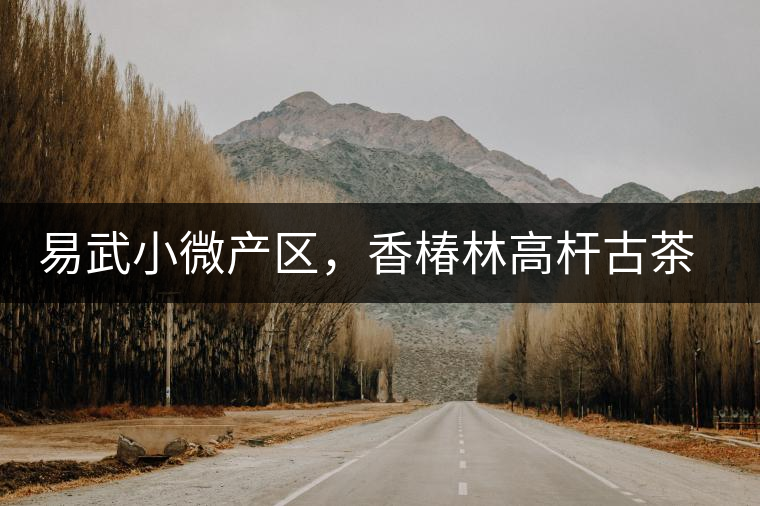 易武小微產(chǎn)區(qū)，香椿林高桿古茶園特點(diǎn)介紹