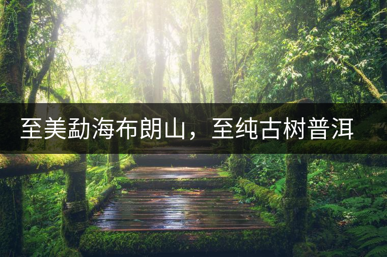 至美勐海布朗山，至純古樹普洱茶