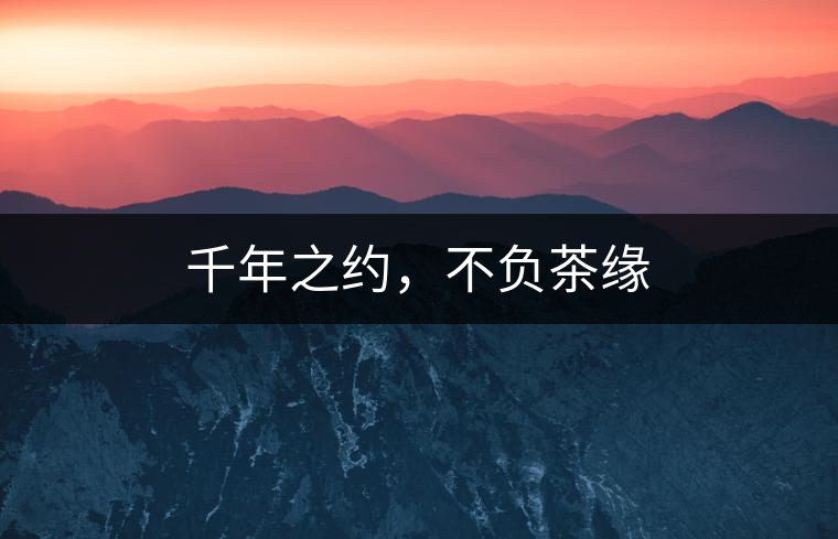 千年之約，不負(fù)茶緣