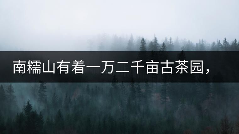 南糯山有著一萬(wàn)二千畝古茶園，還有一棵枯死八百年樹(shù)齡的茶王樹(shù)