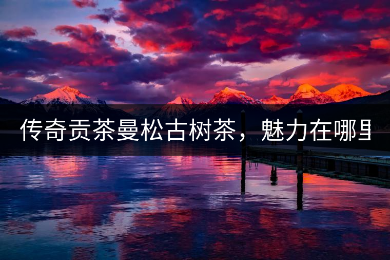 傳奇貢茶曼松古樹(shù)茶，魅力在哪里？