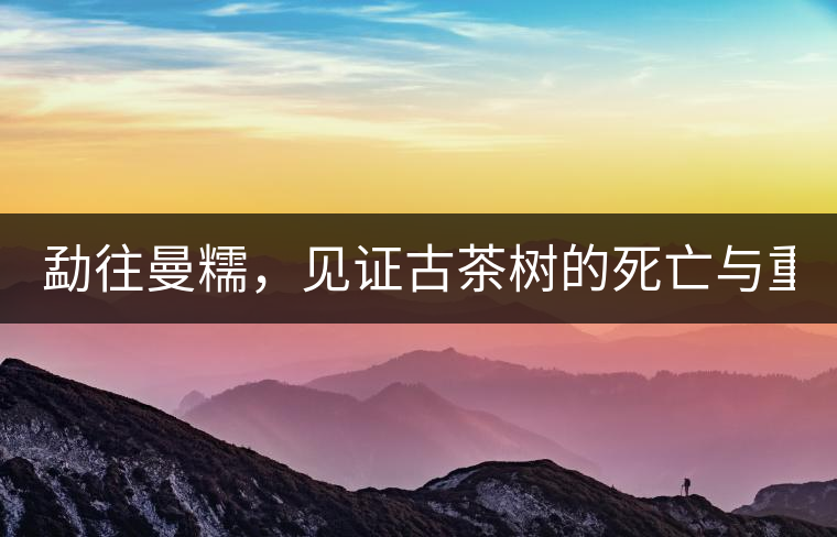 勐往曼糯，見(jiàn)證古茶樹(shù)的死亡與重生（上）