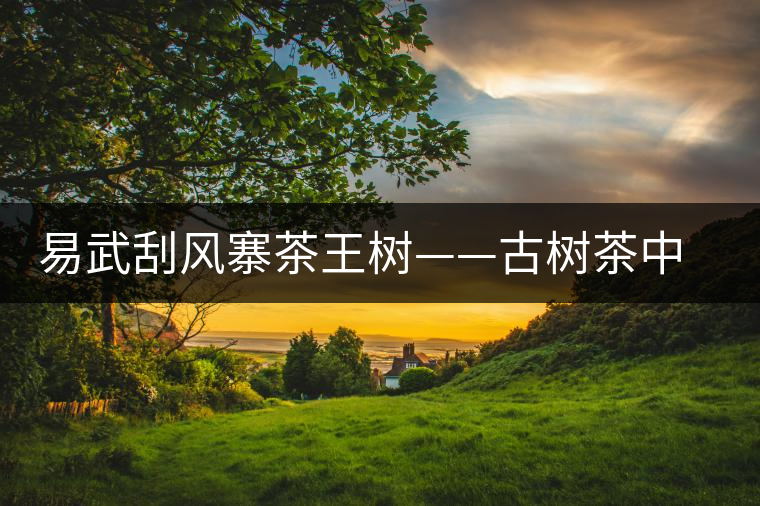 易武刮風(fēng)寨茶王樹(shù)——古樹(shù)茶中的“茶皇后“ 易武刮風(fēng)寨茶王樹(shù)——古樹(shù)茶中的“茶皇后“