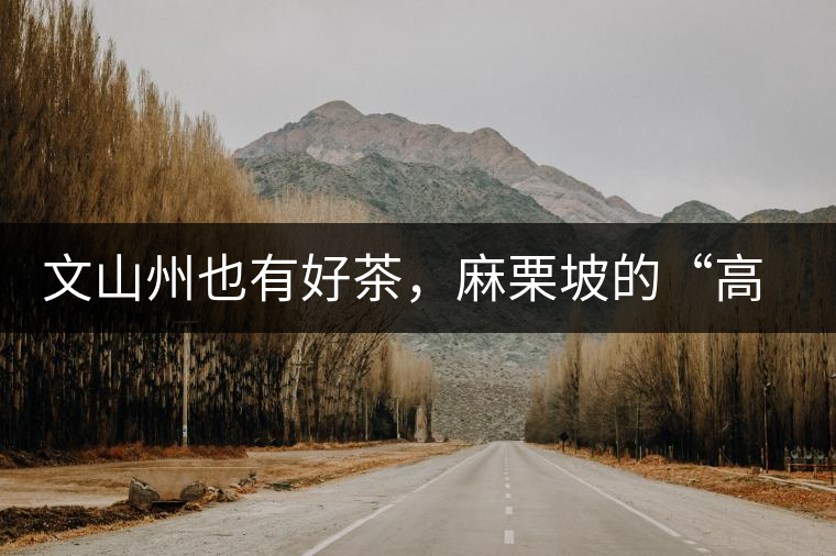 文山州也有好茶，麻栗坡的“高朋”古樹茶