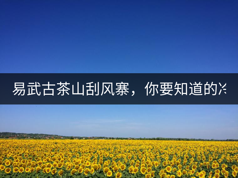 易武古茶山刮風(fēng)寨，你要知道的冷知識！