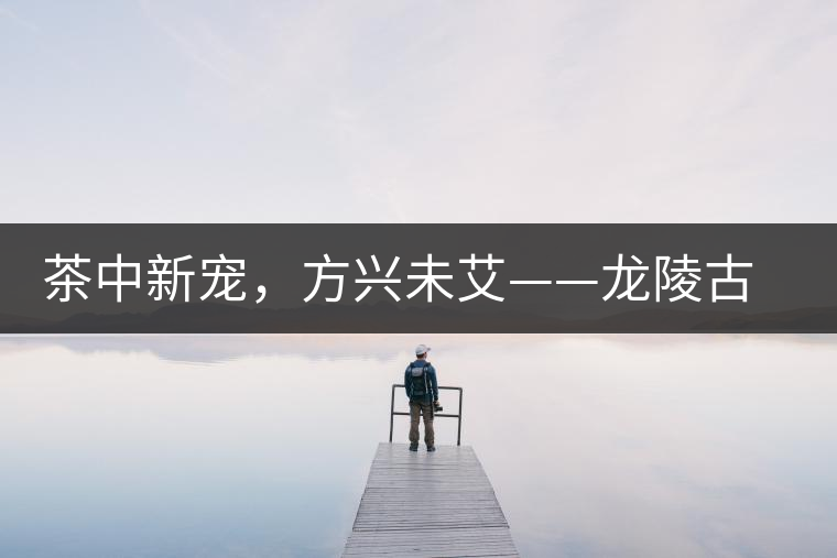 茶中新寵，方興未艾——龍陵古樹茶介紹