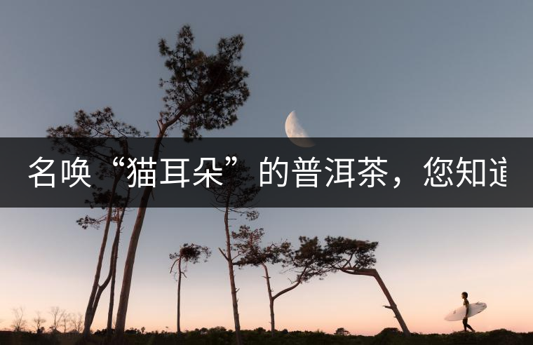 名喚“貓耳朵”的普洱茶，您知道嗎、