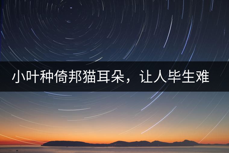 小葉種倚邦貓耳朵，讓人畢生難忘的茶香