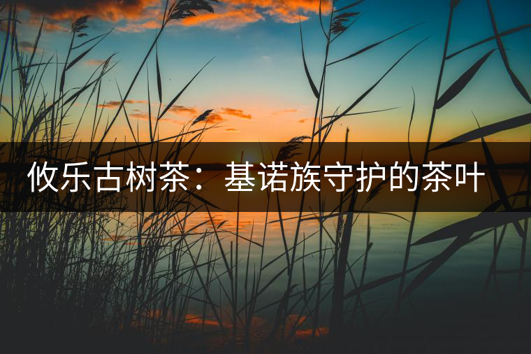 攸樂(lè)古樹(shù)茶:基諾族守護(hù)的茶葉森林 攸樂(lè)古樹(shù)茶:基諾族守護(hù)的茶葉森林