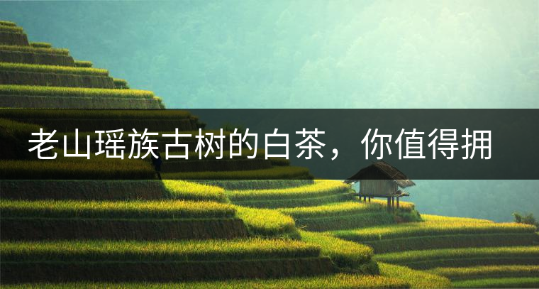 老山瑤族古樹的白茶，你值得擁有