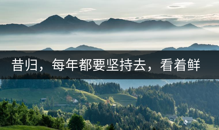 昔歸，每年都要堅持去，看著鮮葉都是香甜的