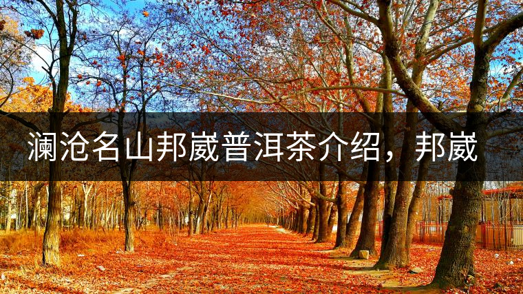 瀾滄名山邦崴普洱茶介紹，邦崴古樹(shù)茶口感特點(diǎn)