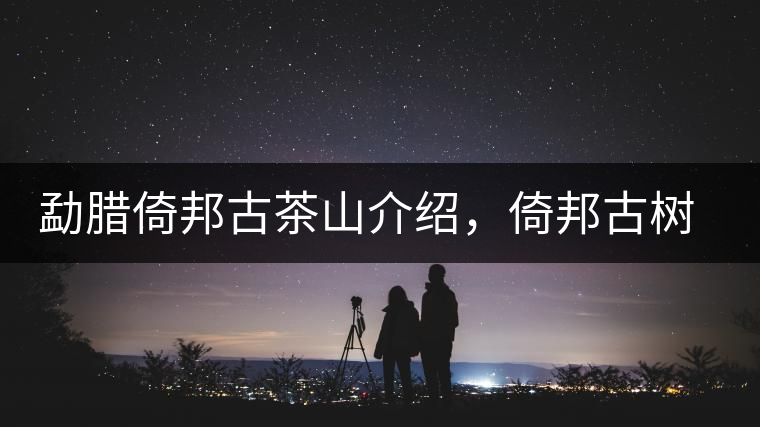 勐臘倚邦古茶山介紹，倚邦古樹茶口感特點(diǎn)