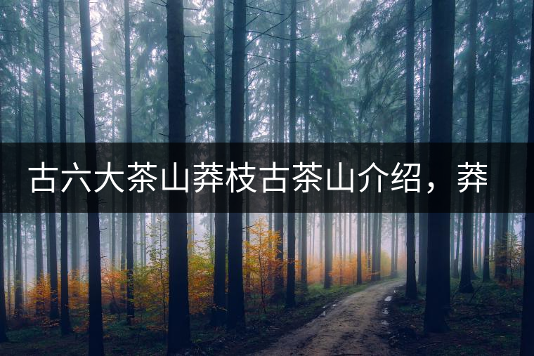 古六大茶山莽枝古茶山介紹，莽枝古樹(shù)茶口感特點(diǎn)