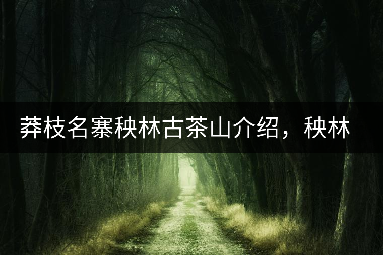 莽枝名寨秧林古茶山介紹，秧林古樹茶口感特點