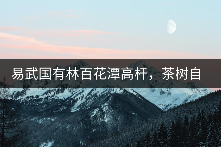 易武國(guó)有林百花潭高桿，茶樹自由生長(zhǎng)的完美之地