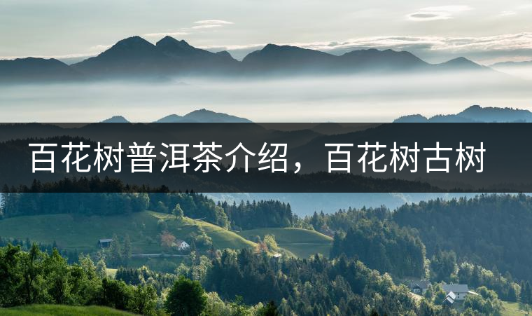 百花樹普洱茶介紹，百花樹古樹茶口感特點(diǎn)