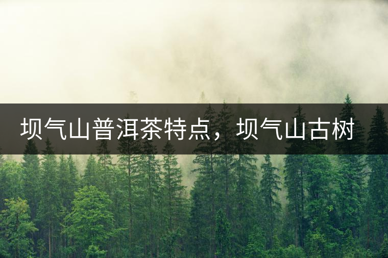 壩氣山普洱茶特點(diǎn)，壩氣山古樹茶介紹