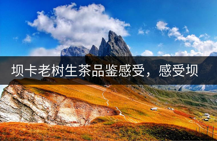 壩卡老樹生茶品鑒感受，感受壩卡茶的魅力