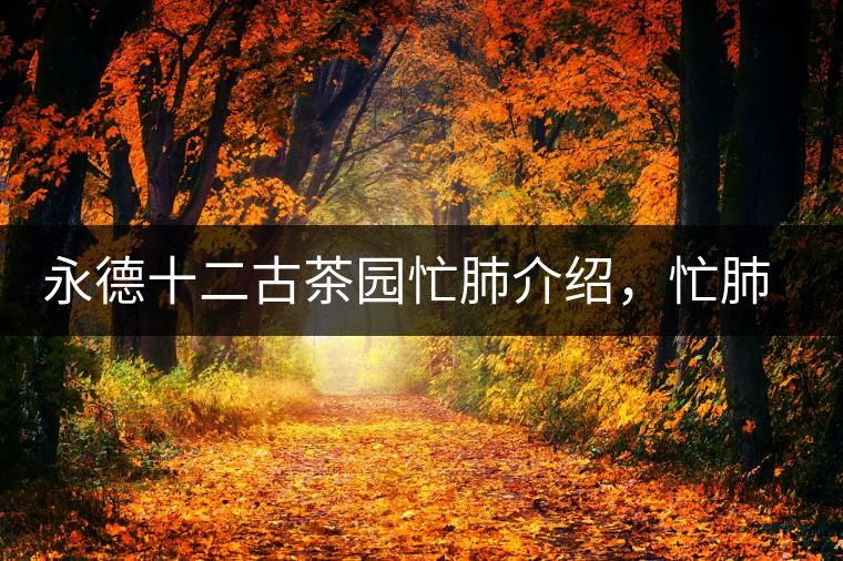 永德十二古茶園忙肺介紹，忙肺茶特點