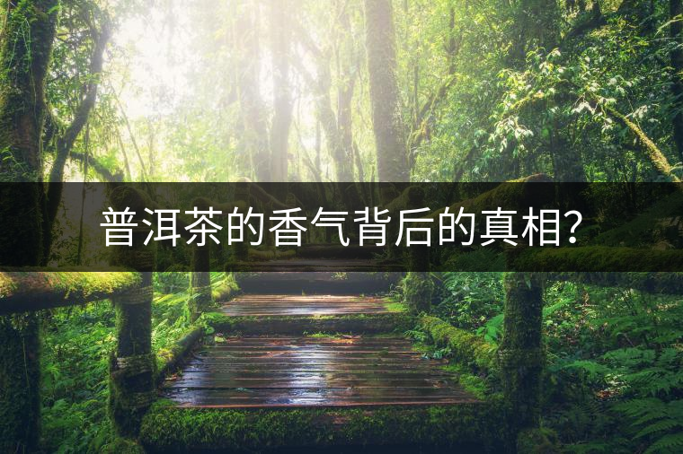 普洱茶的香氣背后的真相？