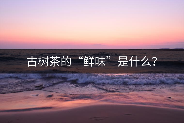 古樹茶的“鮮味”是什么？