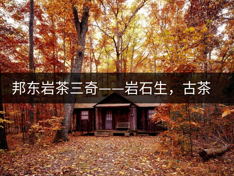 邦東巖茶三奇——巖石生，古茶韻，原野香