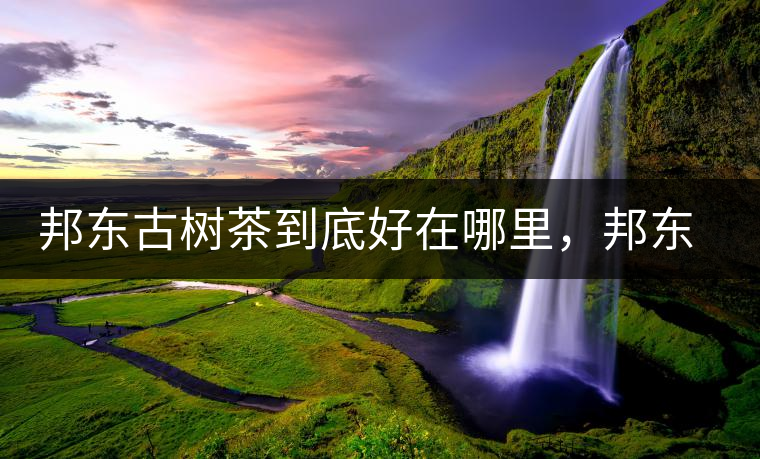 邦東古樹茶到底好在哪里，邦東茶區(qū)普洱茶風格特點