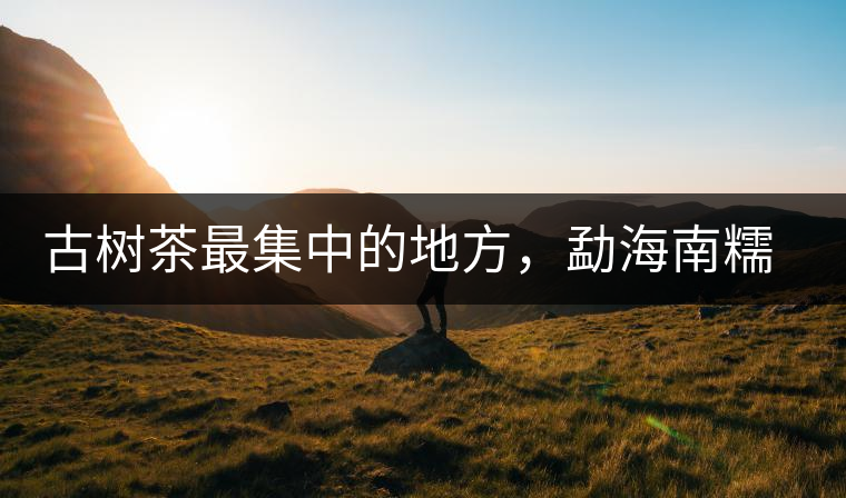 古樹茶最集中的地方，勐海南糯山古茶山介紹