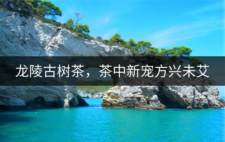 龍陵古樹茶，茶中新寵方興未艾