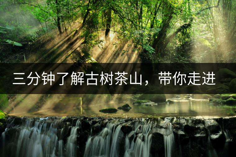 三分鐘了解古樹茶山，帶你走進易武大漆樹古樹茶