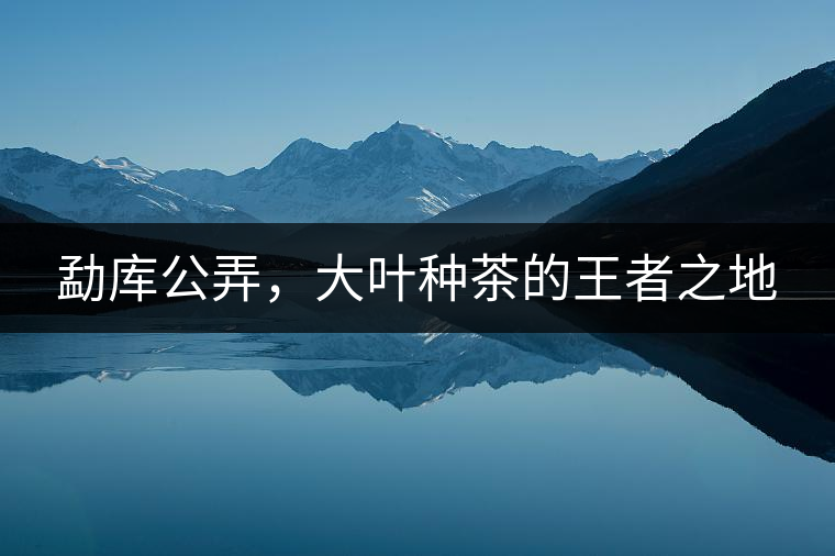 勐庫公弄，大葉種茶的王者之地