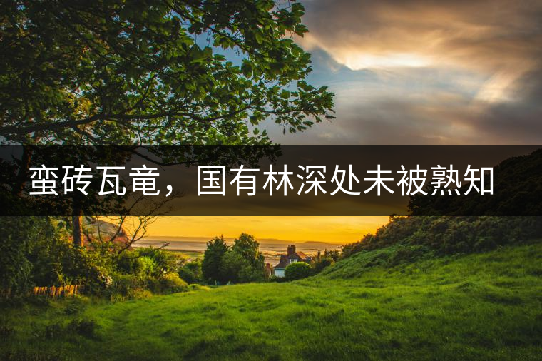 蠻磚瓦竜，國(guó)有林深處未被熟知的山頭