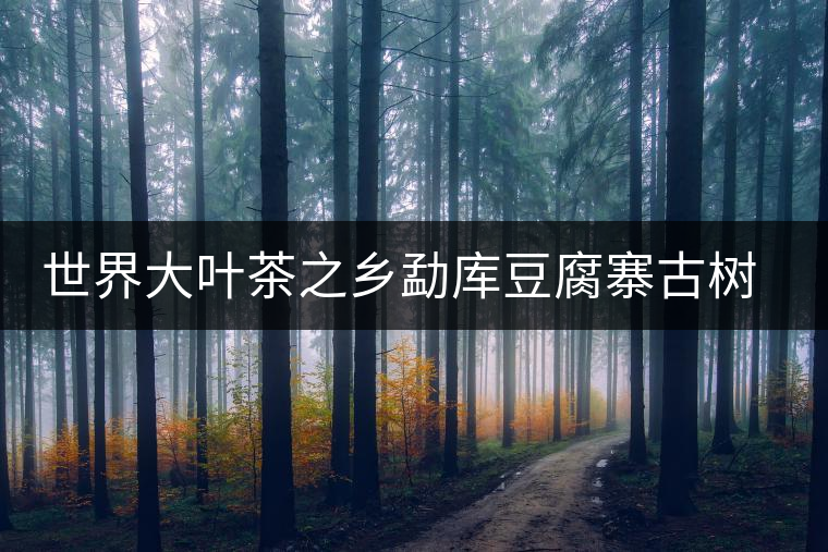 世界大葉茶之鄉(xiāng)勐庫豆腐寨古樹茶介紹