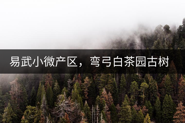 易武小微產(chǎn)區(qū)，彎弓白茶園古樹(shù)茶介紹