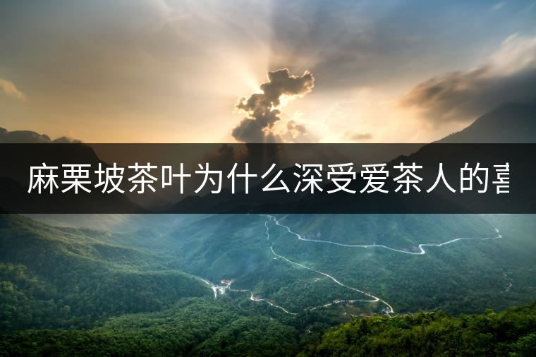 麻栗坡茶葉為什么深受愛(ài)茶人的喜愛(ài)？