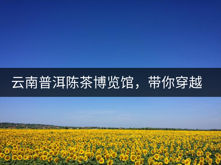 云南普洱陳茶博覽館，帶你穿越時光，品普洱老茶