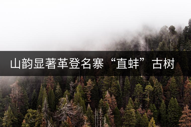 山韻顯著革登名寨“直蚌”古樹茶特點(diǎn)介紹