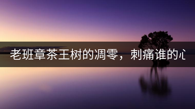 老班章茶王樹的凋零，刺痛誰的心？