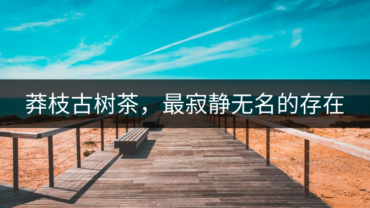 莽枝古樹茶，最寂靜無名的存在