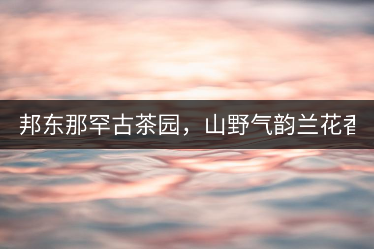 邦東那罕古茶園，山野氣韻蘭花香！