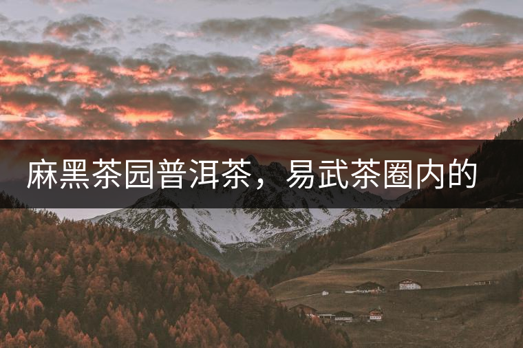 麻黑茶園普洱茶，易武茶圈內(nèi)的翹楚