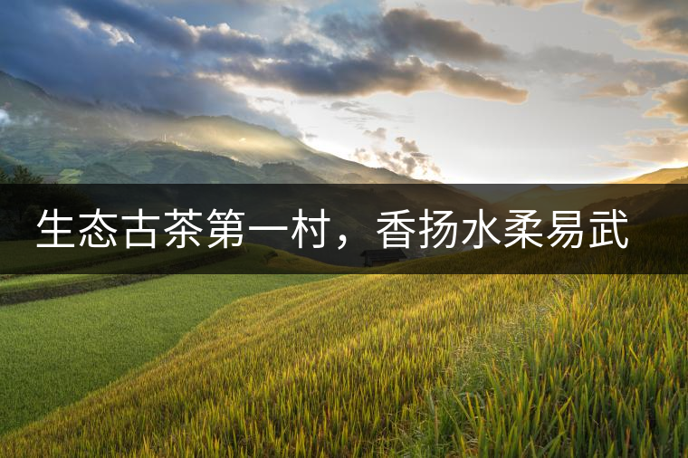 生態(tài)古茶第一村，香揚水柔易武落水洞古樹茶