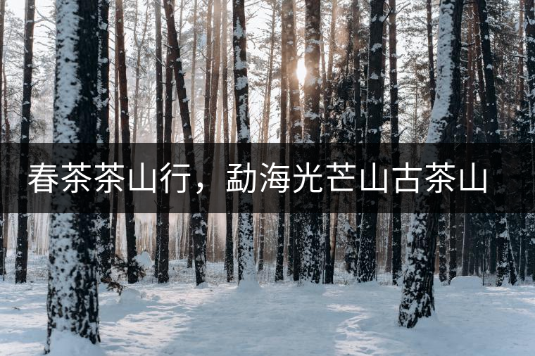 春茶茶山行，勐海光芒山古茶山你去過嗎？