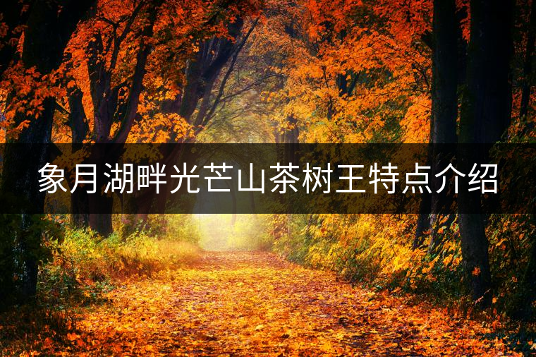 象月湖畔光芒山茶樹(shù)王特點(diǎn)介紹