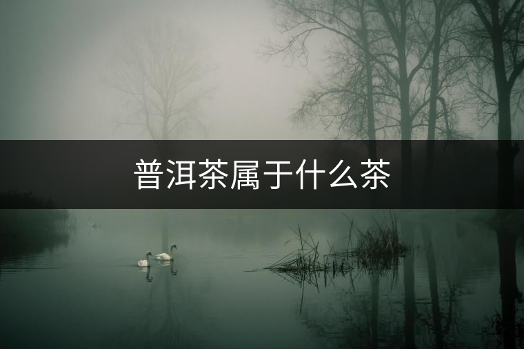 普洱茶屬于什么茶 普洱茶屬于什么茶