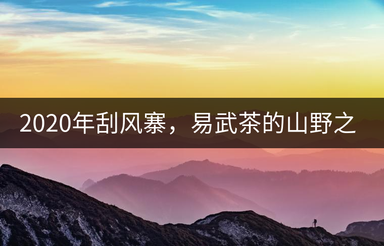 2020年刮風(fēng)寨，易武茶的山野之王-易武中聘號
