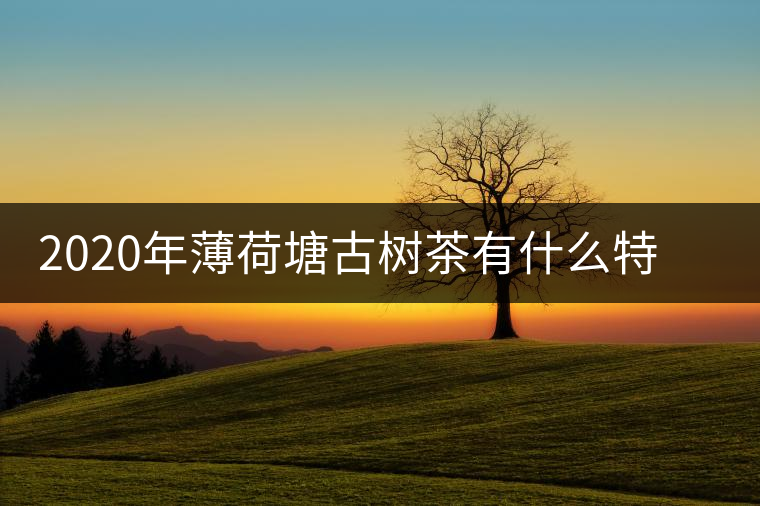 2020年薄荷塘古樹茶有什么特征？薄荷塘的價(jià)格及產(chǎn)量如何？-易武中聘號(hào)